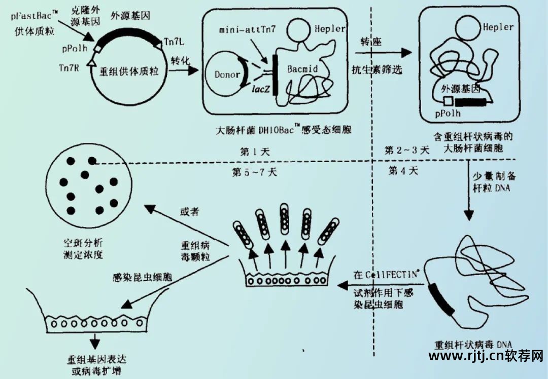 制作病毒软件_制作病毒的软件_病毒制作软件免费