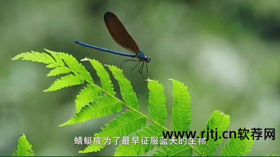 零基础学习英语软件_学习英语口语的软件_洪恩英语学习软件
