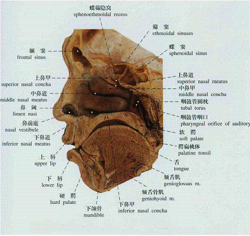 什么是口腔CBCT